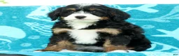 Mini Bernedoodle dogs for sale: Missy - Ad 2