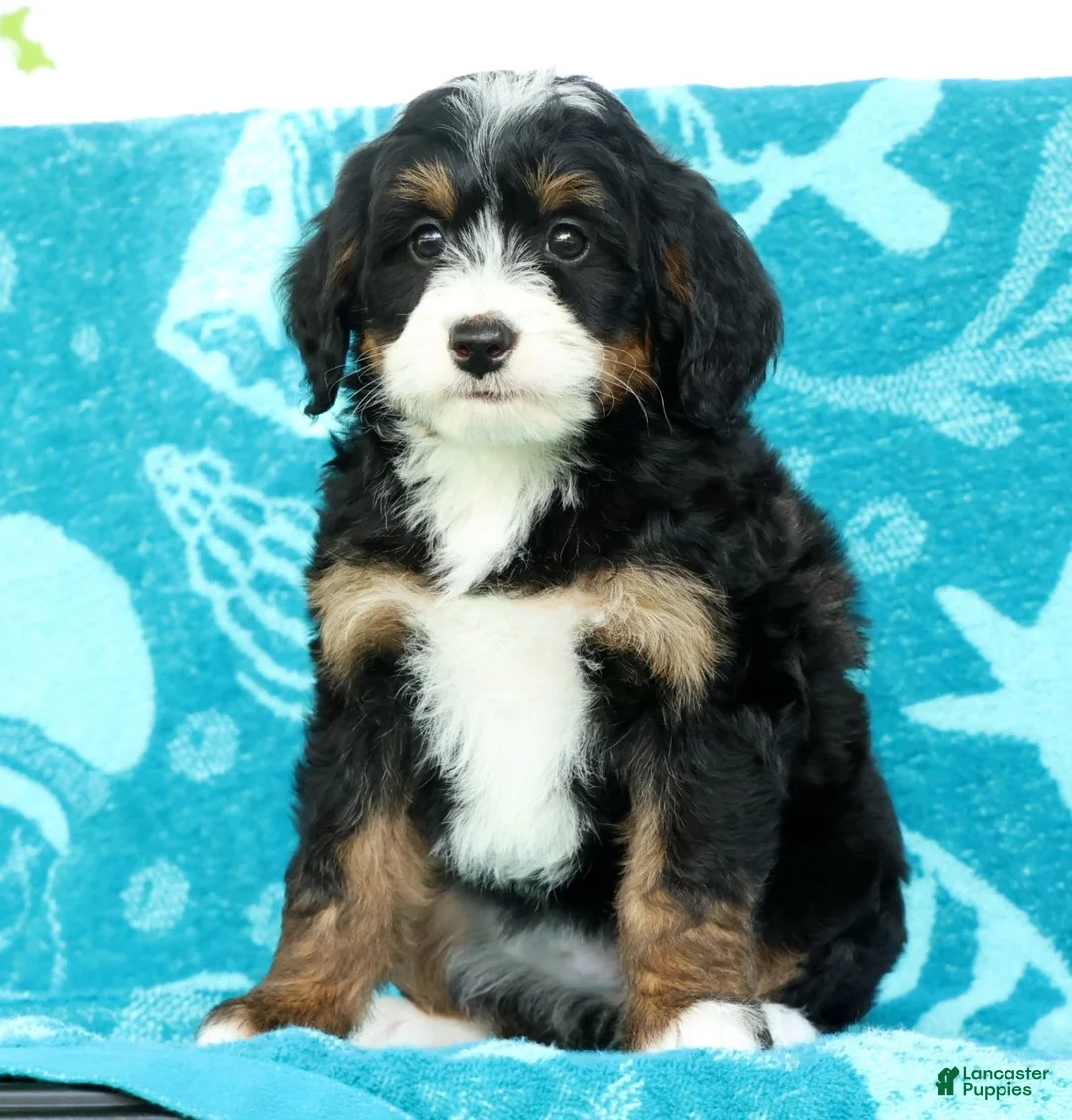Mini Bernedoodle dogs for sale: Missy - Ad 2