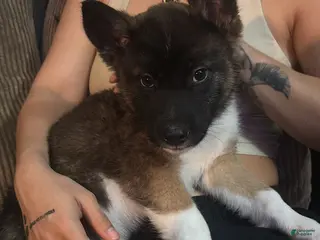 Akita dogs Akita Puppy 5 - Ad 29