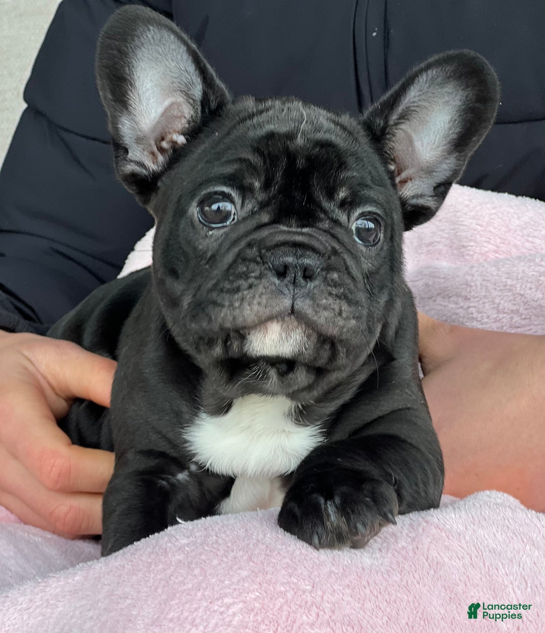 French Bulldog dogs for sale: Ortiz - Ad 1