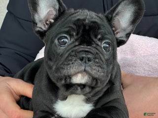 French Bulldog dogs Ortiz - Ad 22