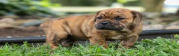 Beabull dogs for sale: Avery ❤️ - Ad 11