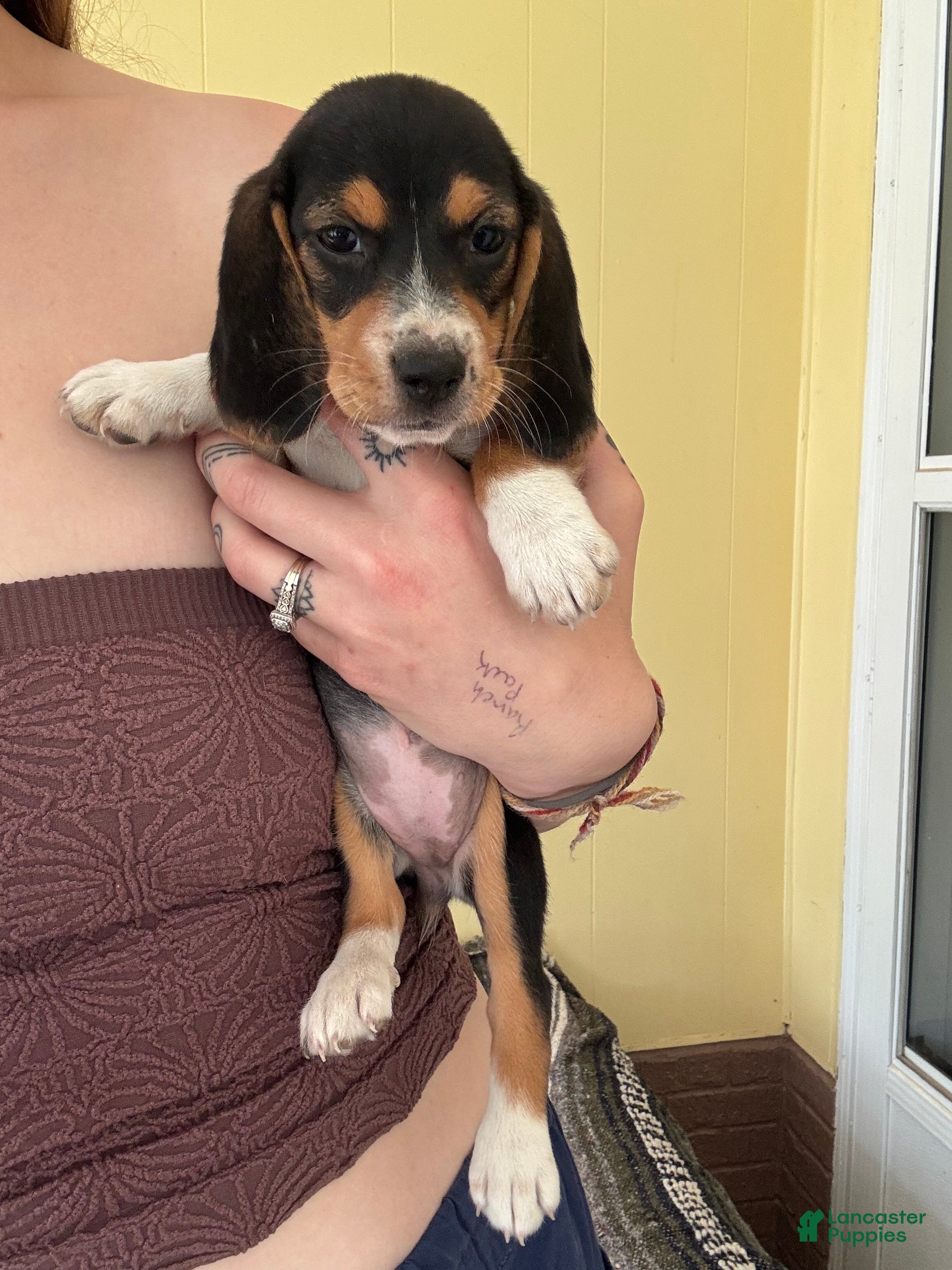 Beagle dogs Rumi - Ad 34