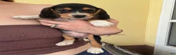 Beagle dogs for sale: Rumi - Ad 1