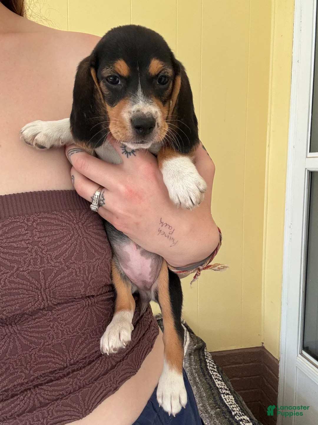 Beagle dogs for sale: Rumi - Ad 1