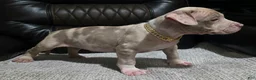American Pit Bull Terrier dogs for sale: Enzo - Ad 3