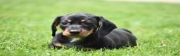 Miniature Dachshund dogs for sale: Slinky - Ad 8