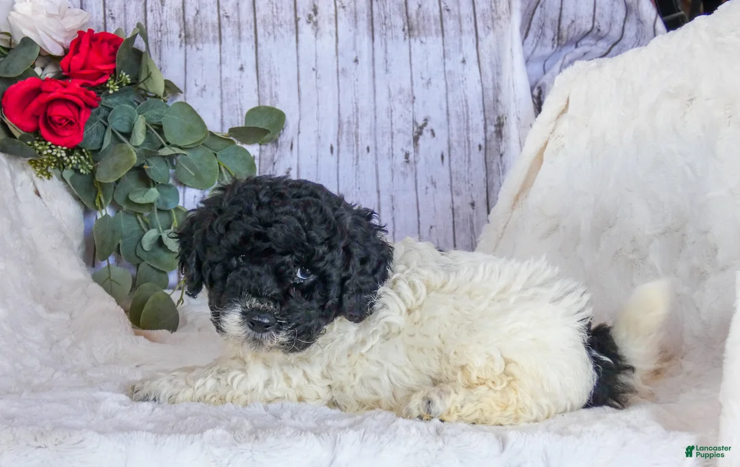 Bichpoo dogs for sale: Cookie - Ad 3