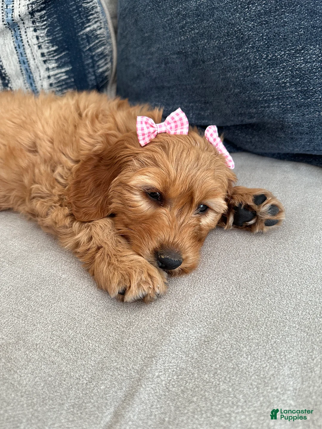 Mini Goldendoodle dogs for sale: Penny the Mini Goldendoodle  - Ad 2