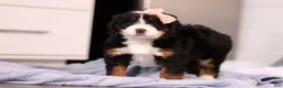 Mini Bernedoodle dogs for sale: Lady  - Ad 4