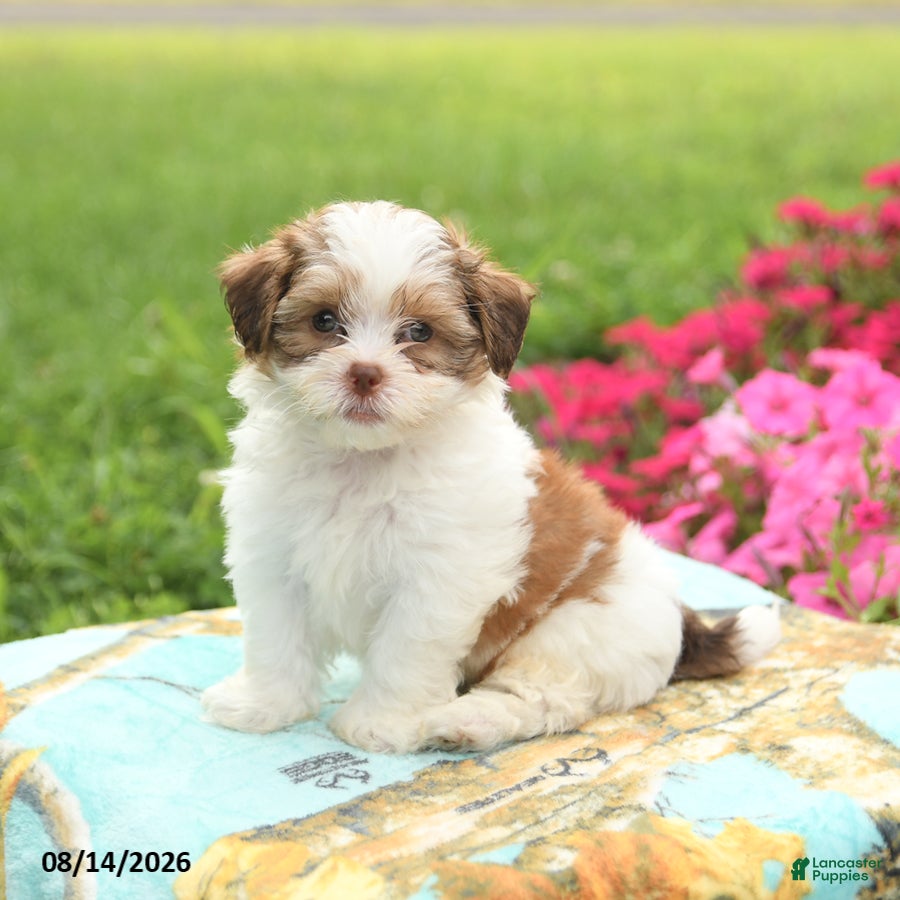Shihpoo dogs Jellybean - Ad 2