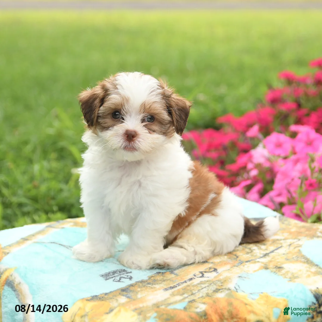 Shihpoo dogs for sale: Jellybean - Ad 2
