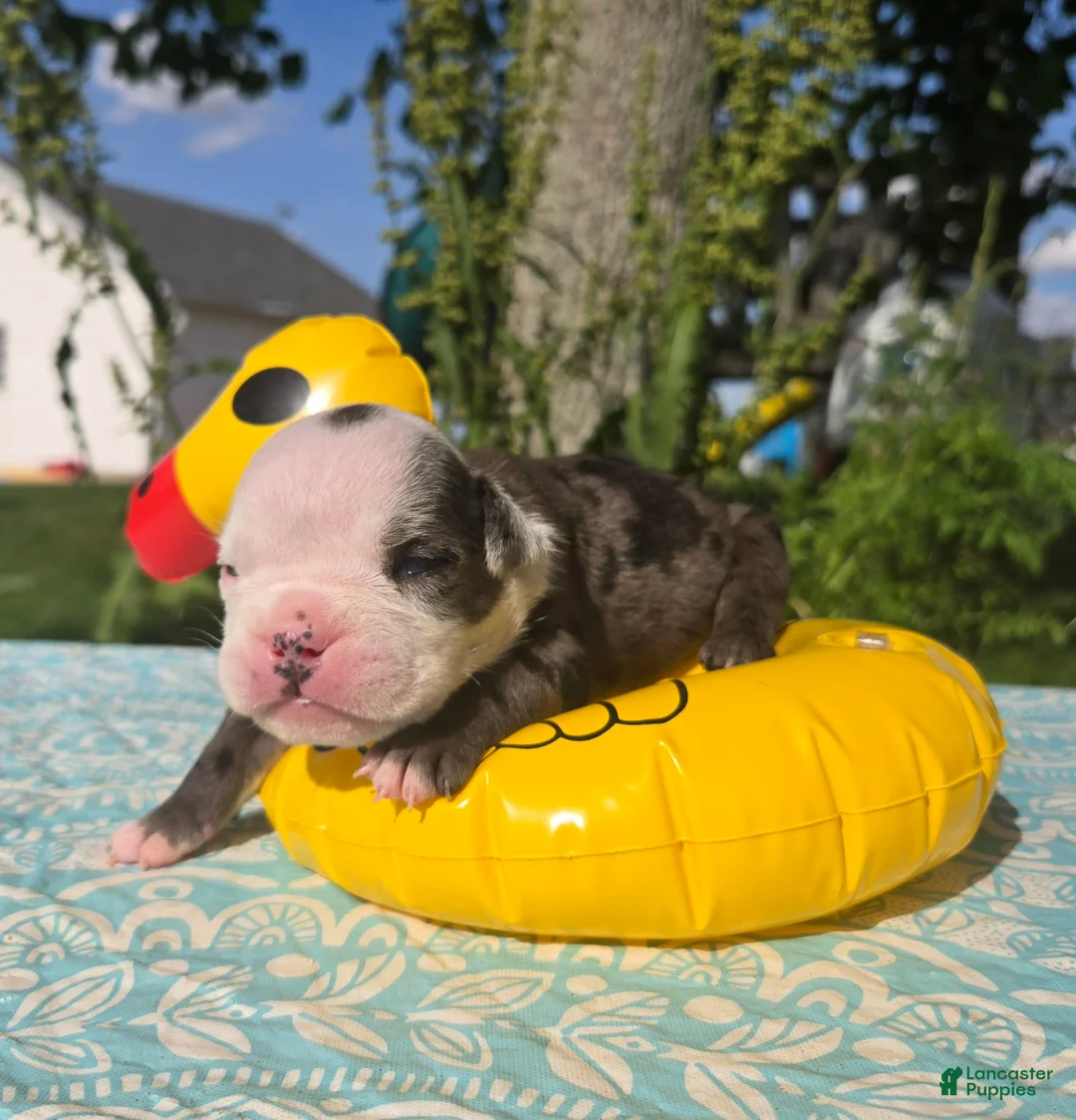 Olde English Bulldogge dogs for sale: Rocky - Ad 1