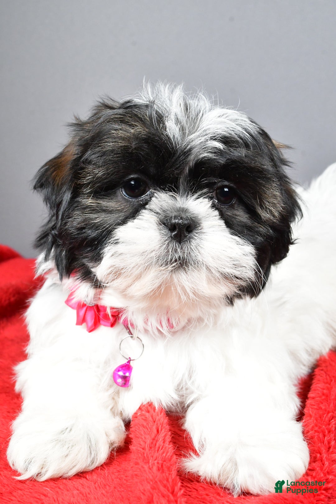Shih Tzu dogs for sale: Bridget - Ad 5