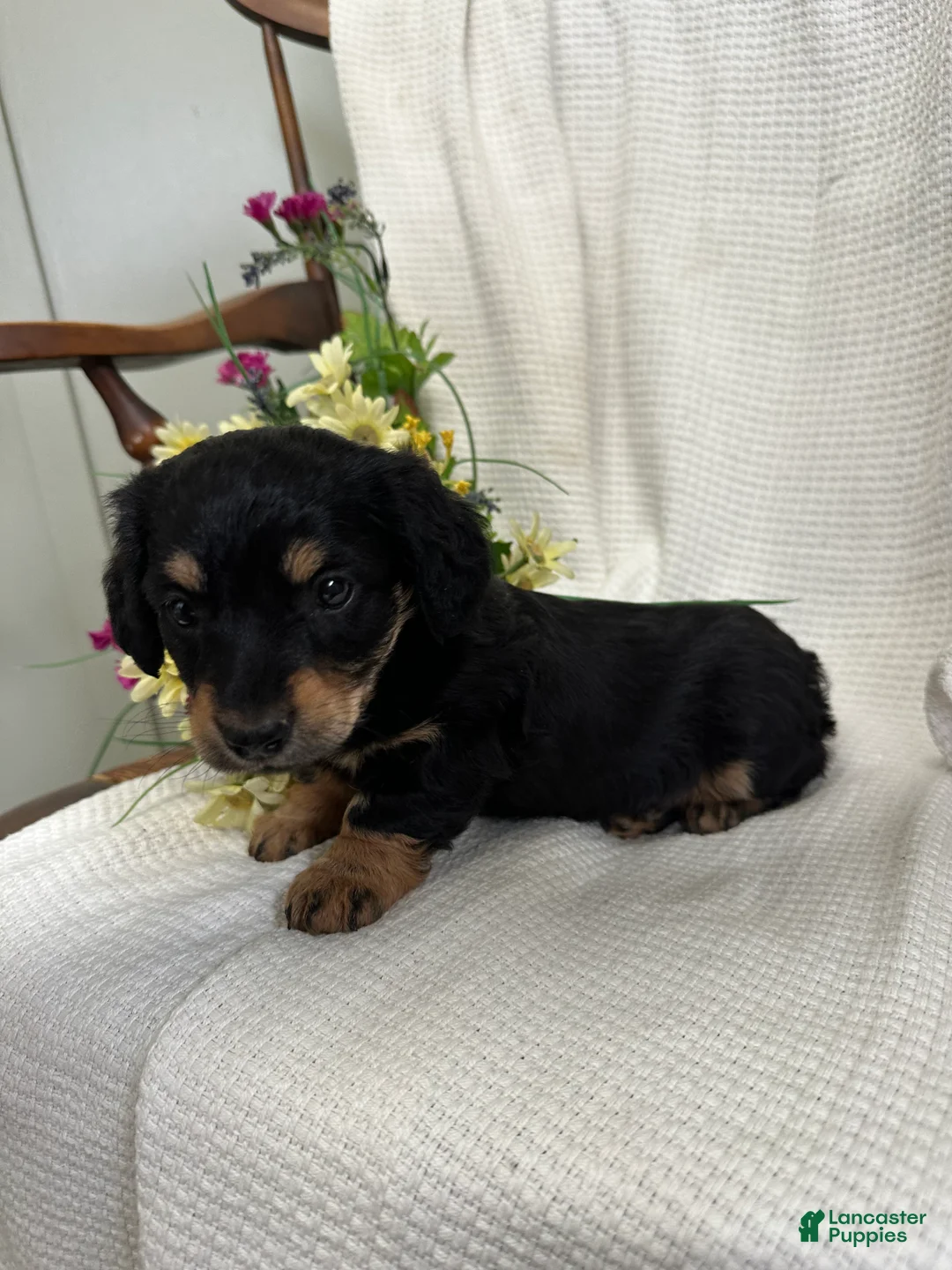 Miniature Dachshund dogs for sale: Shirley - Ad 5