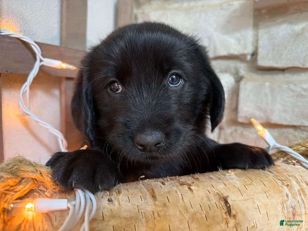 Mixed Breed dogs Cresthaven (Boy) - Ad 2