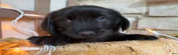 Mixed Breed dogs for sale: Cresthaven (Boy) - Ad 2