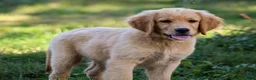 Golden Retriever dogs for sale: Amber AKC Golden Retriever - Ad 3