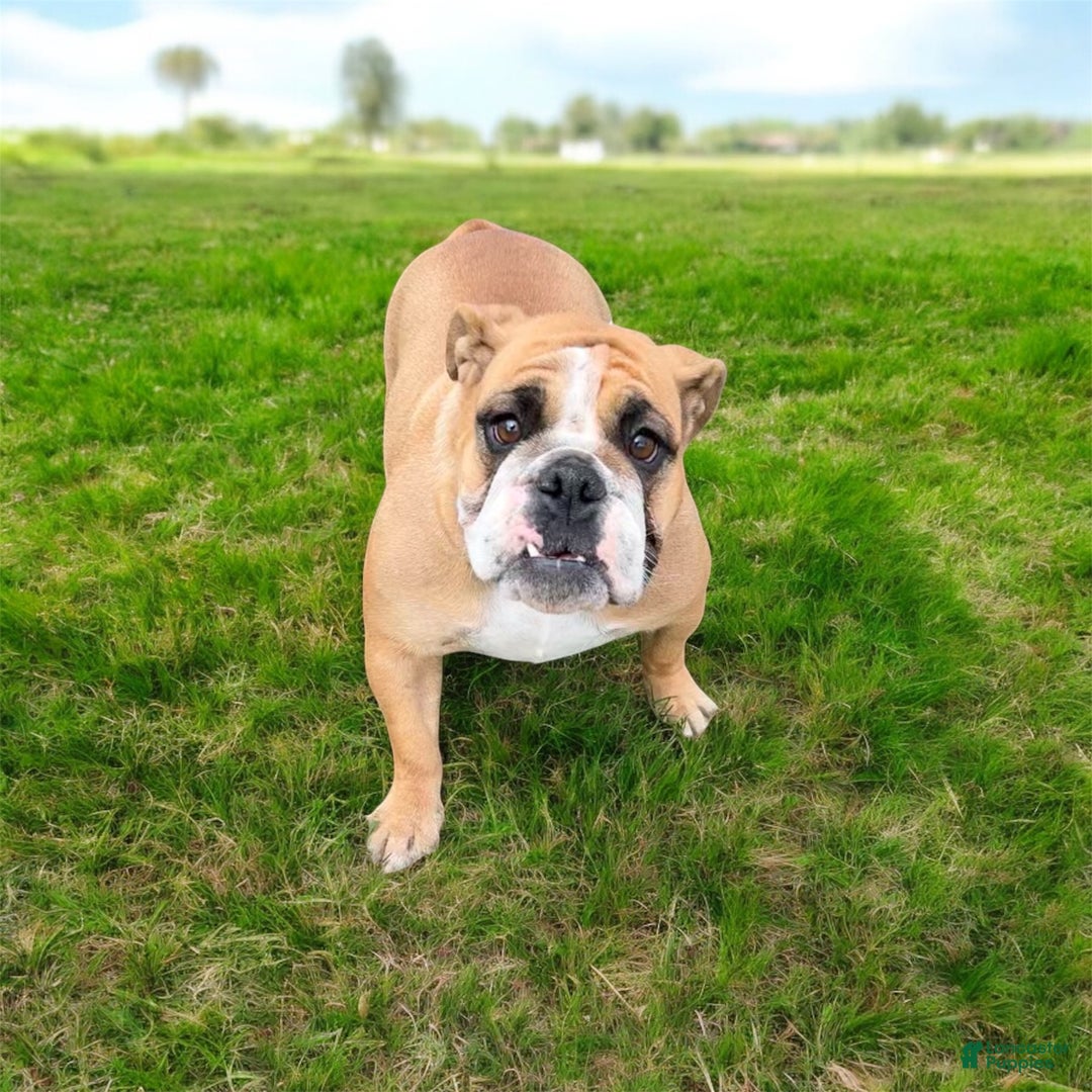 English Bulldog dogs for sale: Otto - Ad 5