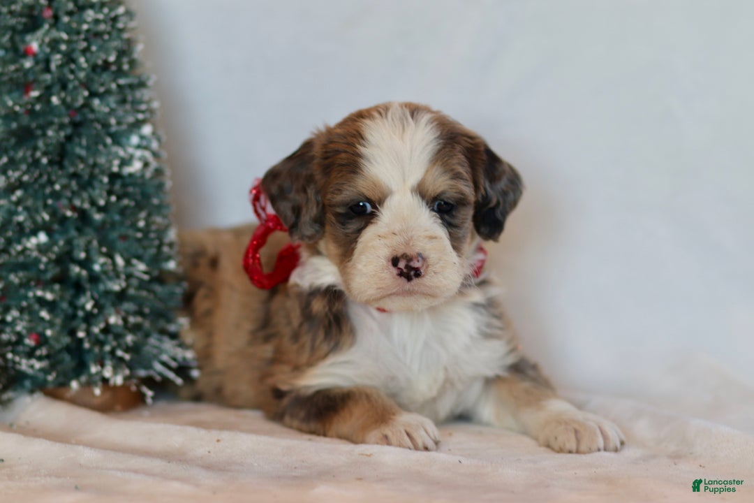 Bernedoodle dogs for sale: Whisper - Ad 5