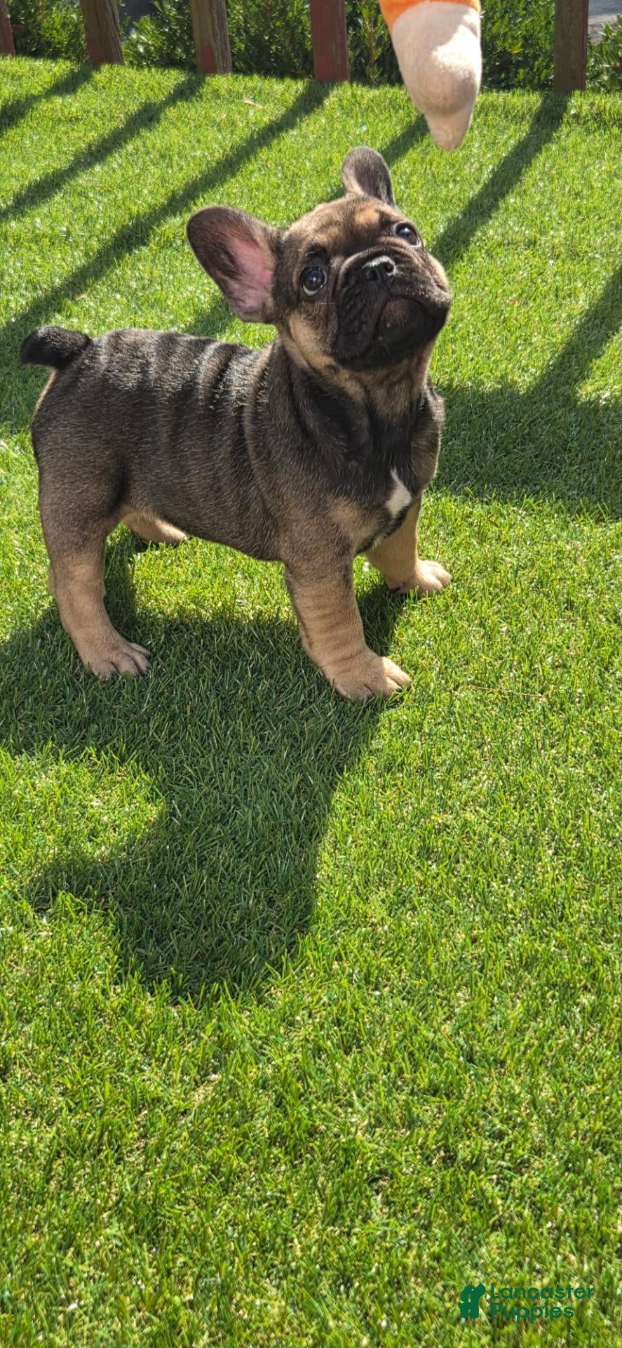 French Bulldog dogs for sale: Liberty  - Ad 15