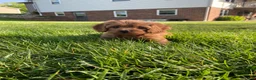 Cavapoo dogs for sale: Harley - Ad 11