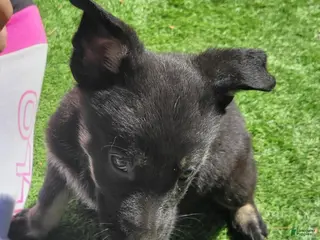 German Shepherd dogs Echo - Ad 12