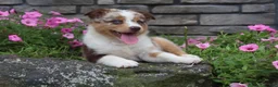 Australian Shepherd dogs for sale: Australian Shepherd 8 - Ad 9