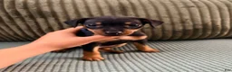 Miniature Pinscher dogs for sale: Leo - Ad 3