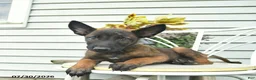 Belgian Malinois dogs for sale: Hawkeye  - Ad 4