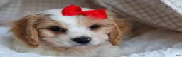 Cavachon dogs for sale: ROSCOE - Ad 10
