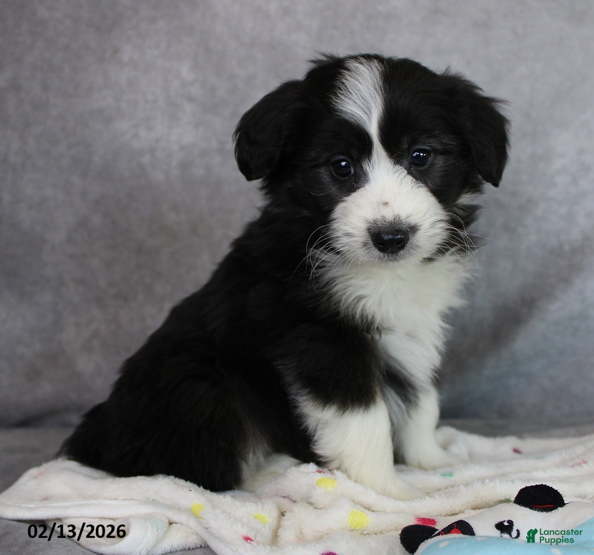 Mini Aussiedoodle dogs Blake - Ad 2