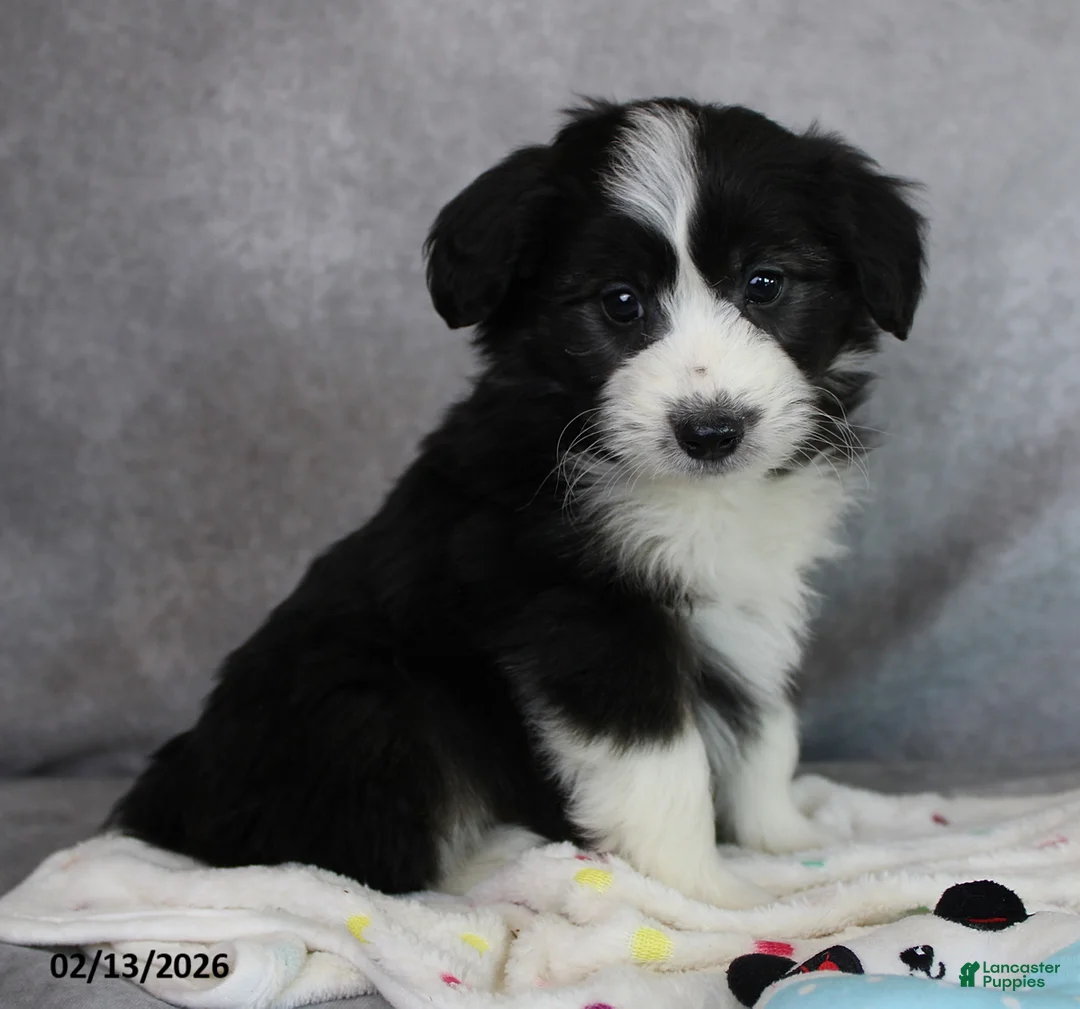 Mini Aussiedoodle dogs for sale: Blake - Ad 2