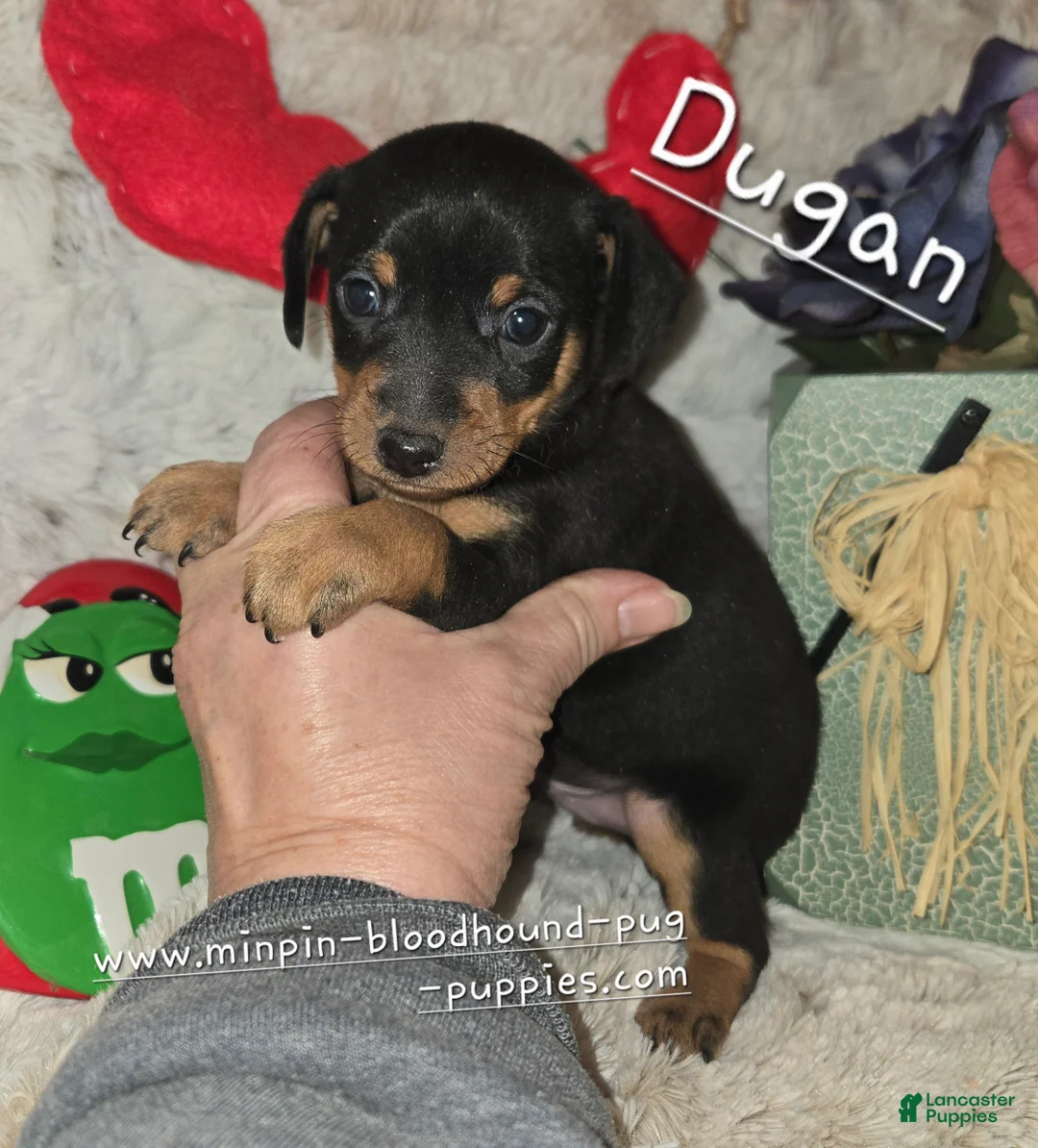 Miniature Pinscher dogs for sale: Dugan black and rust - Ad 2