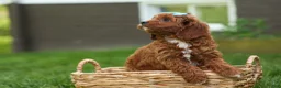 Cavapoo dogs for sale: OSCAR - Ad 3