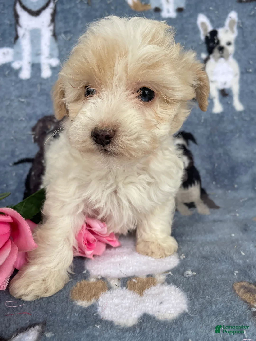 Toy Poodle dogs for sale: Ophelia - Ad 2