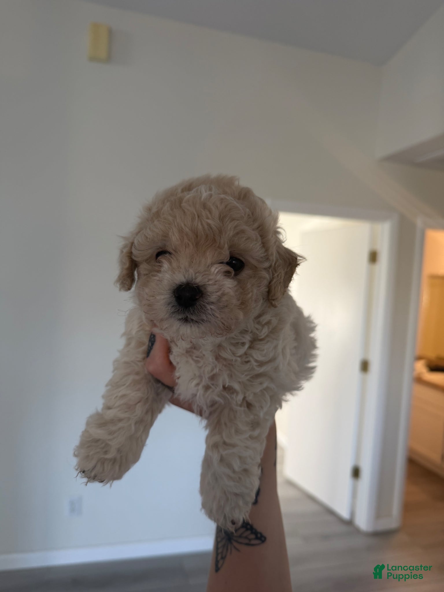 Toy Poodle dogs Bear - Ad 22