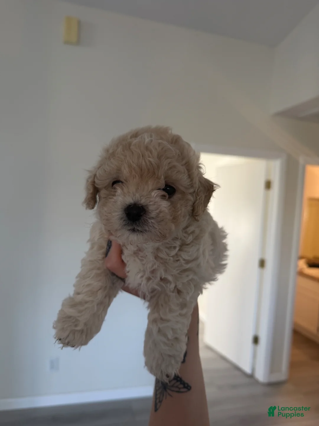 Toy Poodle dogs for sale: Bear - Ad 1