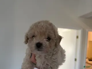 Toy Poodle dogs Bear - Ad 10