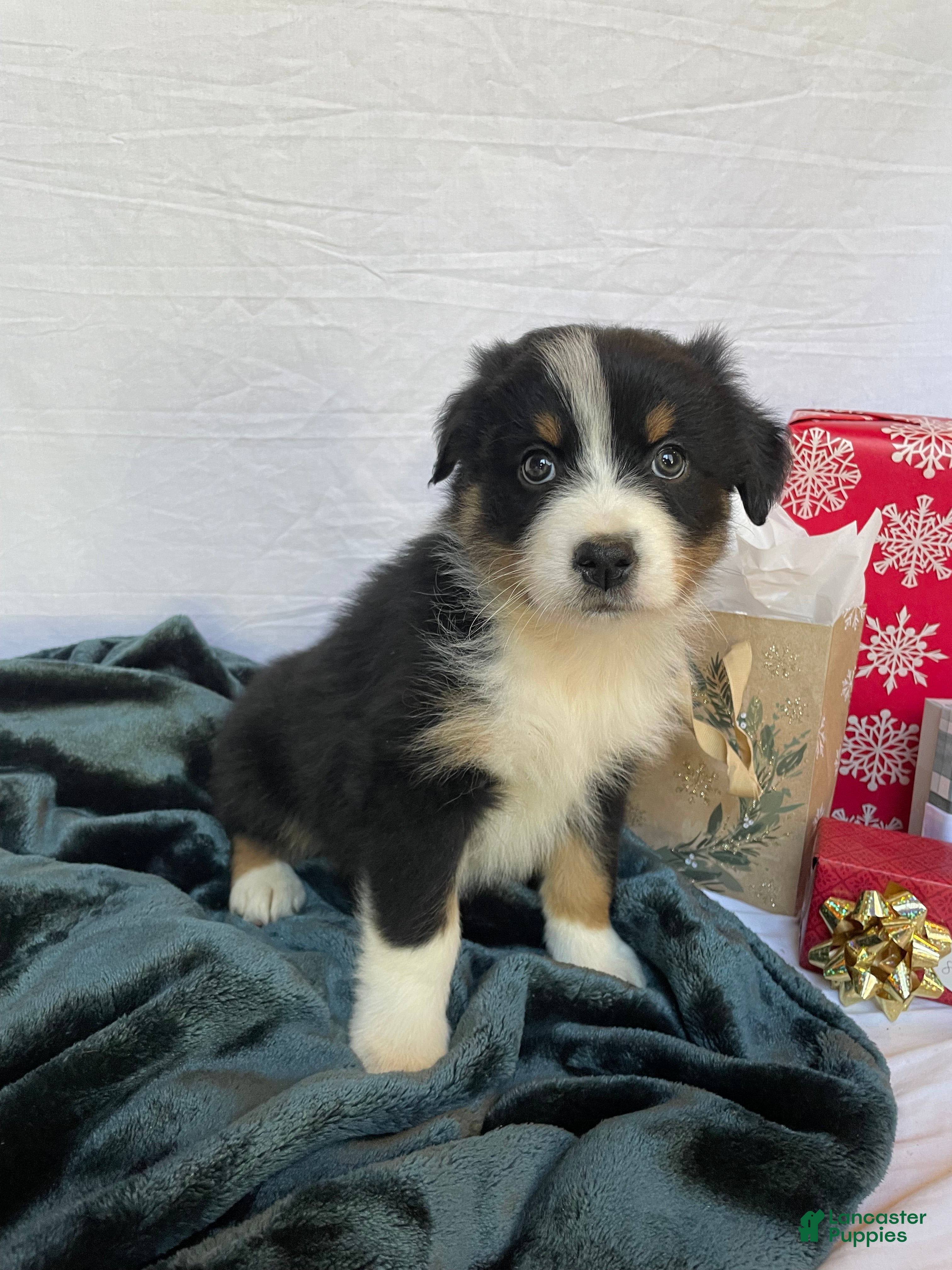 Australian Shepherd dogs Hero - Ad 34