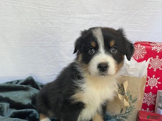 Australian Shepherd dogs Hero - Ad 34