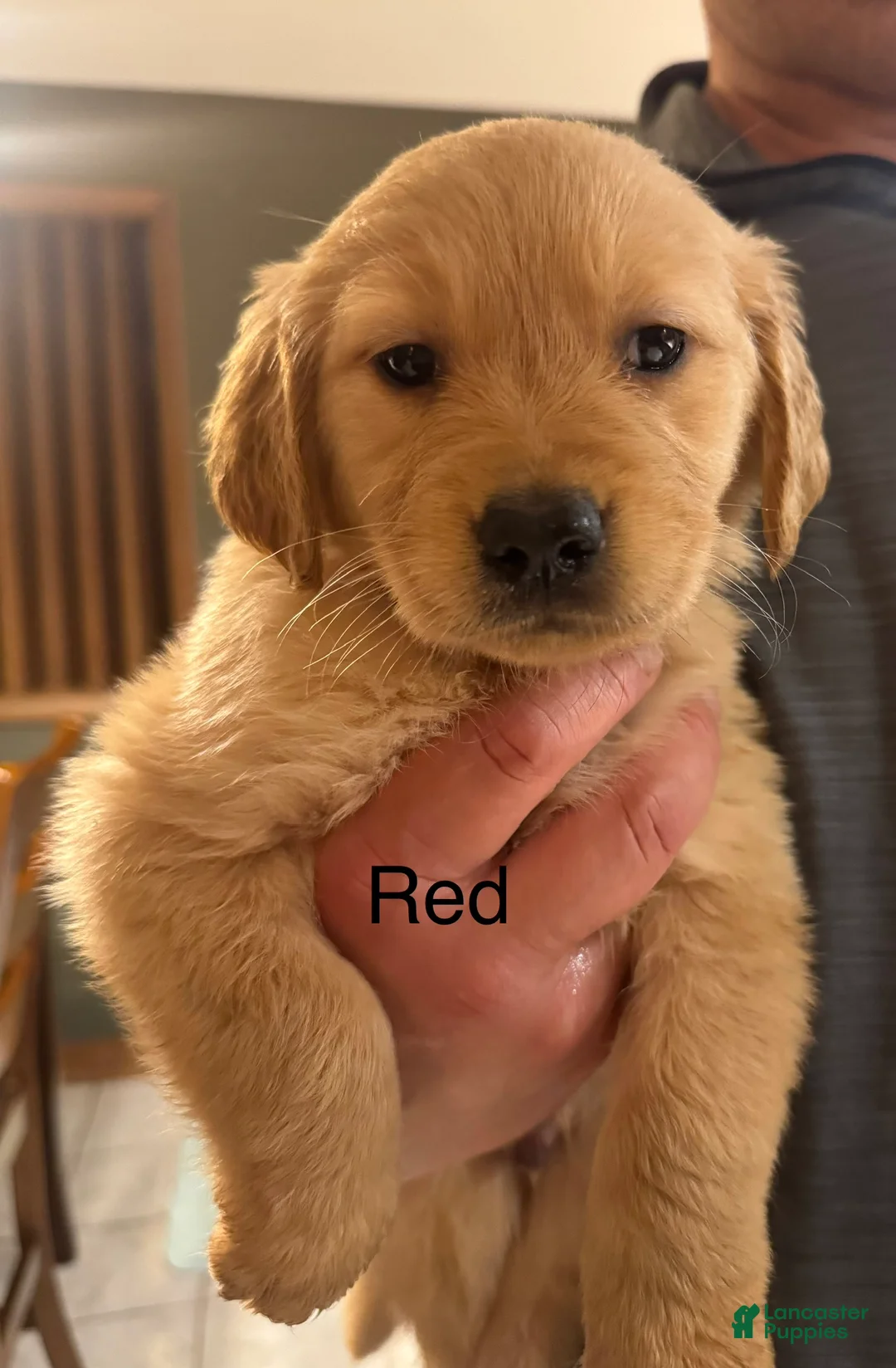 Golden Retriever dogs for sale: Yellow - Ad 3