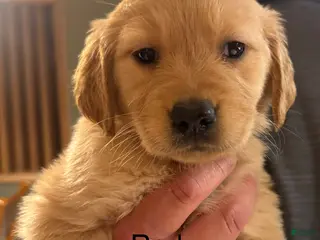 Golden Retriever dogs Red - Ad 28