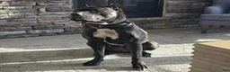 Presa Canario dogs for sale: Ms. Blue - Ad 11