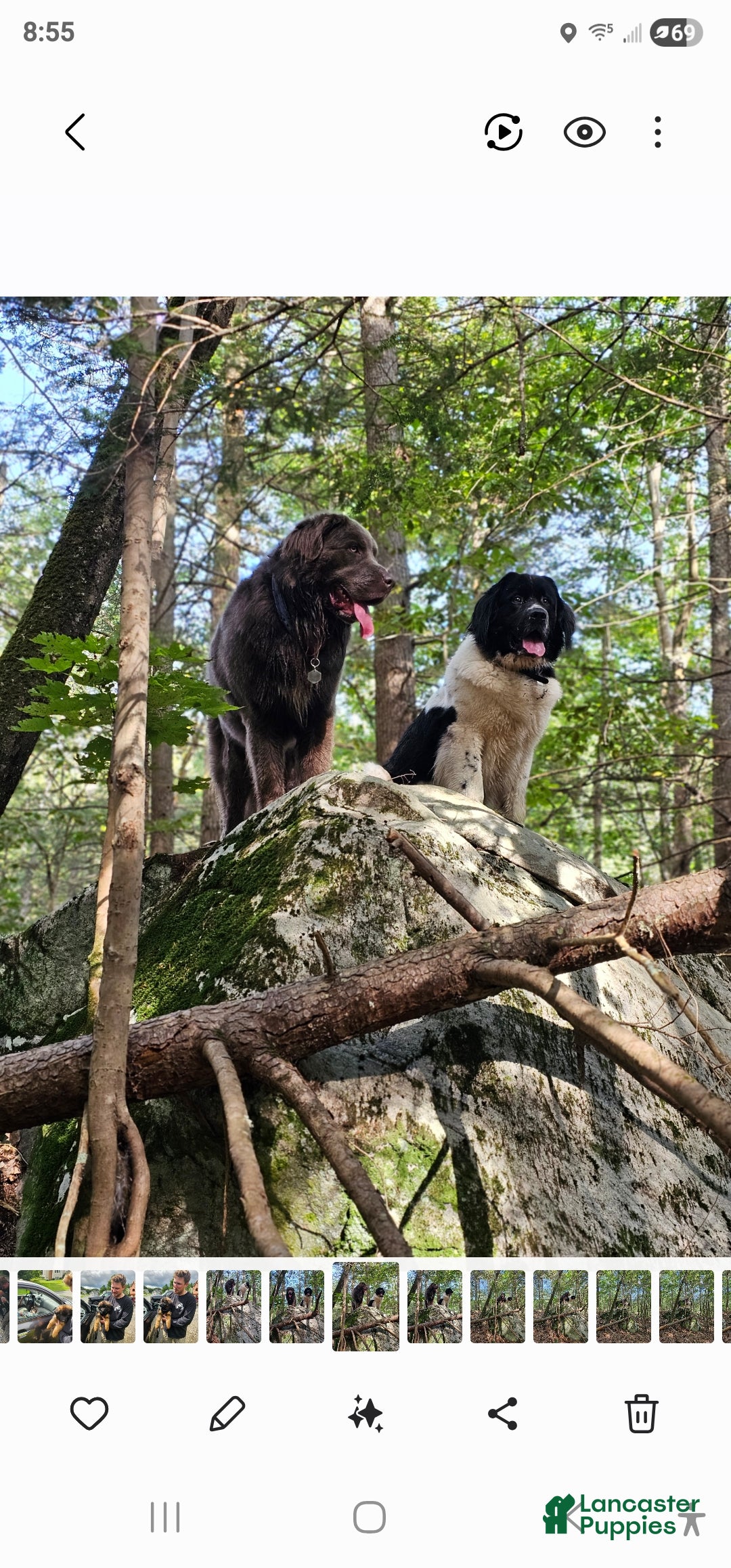 Newfoundland dogs for sale: Ella - Ad 7