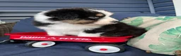 Australian Shepherd dogs for sale: Australian Shepherd- Buddy - Ad 3