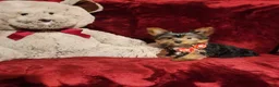 Yorkshire Terrier dogs for sale: MUNCHKIN - Ad 4