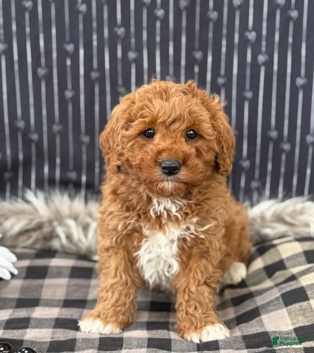 Cavapoo dogs for sale: Donovan - Ad 5