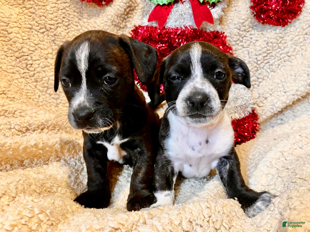 Mixed Breed dogs for sale: Lucy Love Ricardo - Ad 9