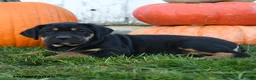 Cane Corso dogs for sale: Bella   - Ad 4